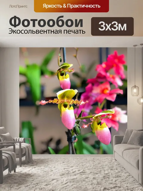 Фотообои Орхидеи