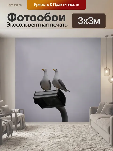 Фотообои Чайки