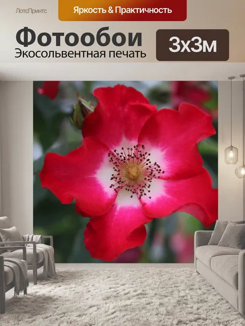 Фотообои Флора