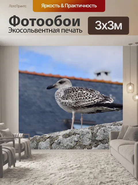 Фотообои Чайка