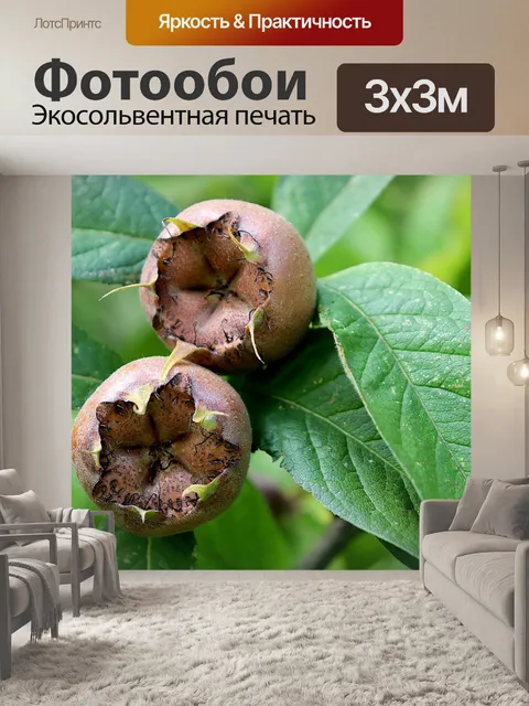 Фотообои Фрукты