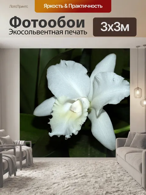 Фотообои Фото цветка орхидеи