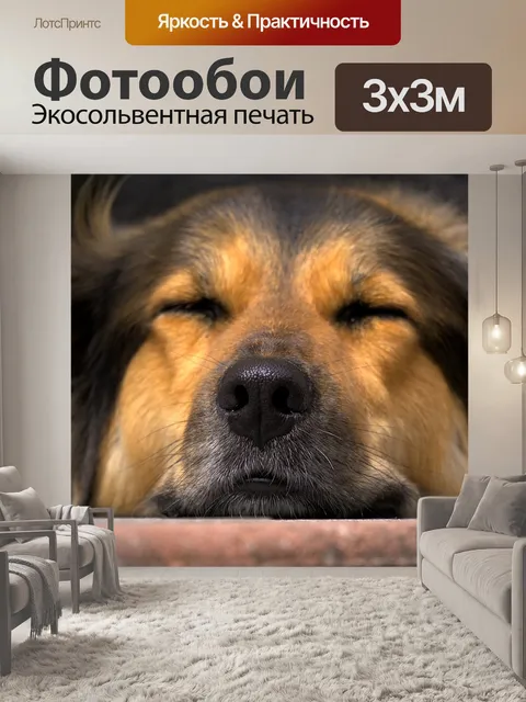 Фотообои Собака