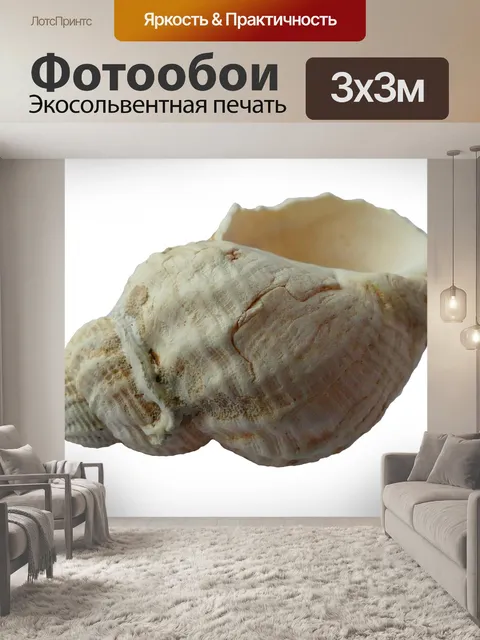 Фотообои Морская ракушка