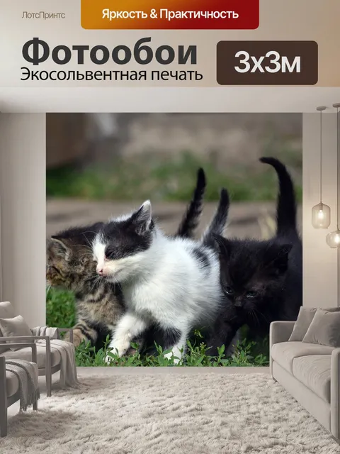 Фотообои Кошка