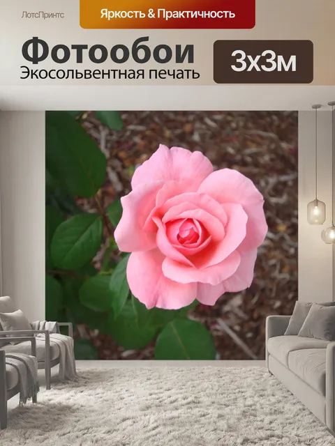 Фотообои красивые розовые розы