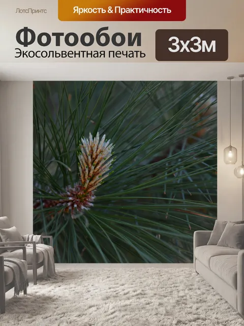 Фотообои Ветка сосны