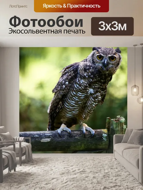 Фотообои Сова
