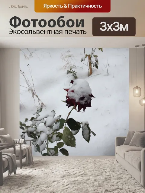 Фотообои Зимняя роза