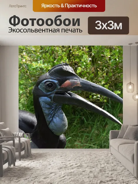 Фотообои Bucorve абиссинии