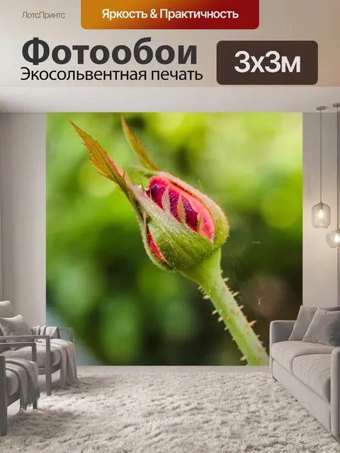Фотообои Роза в саду