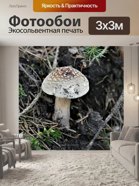 Фотообои Жемчужный гриб