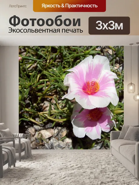 Фотообои Роза