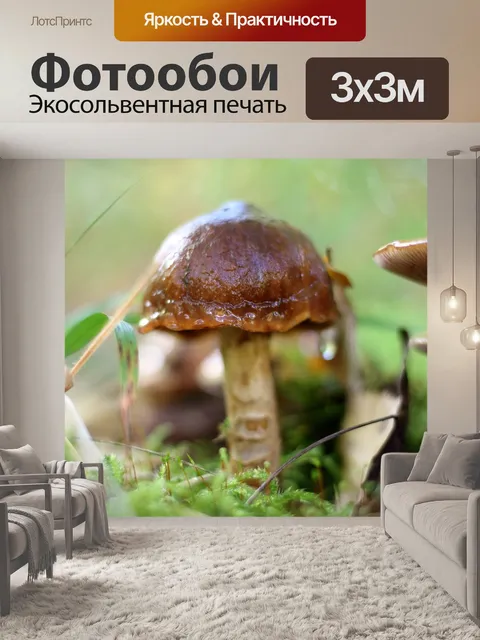 Фотообои Гриб