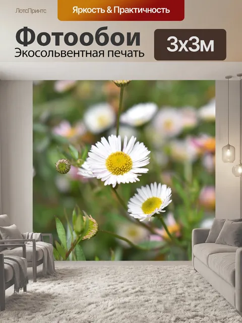 Фотообои Цветы ромашки