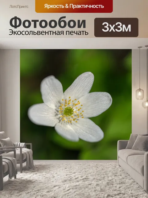 Фотообои Древесные анемоны