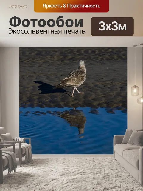 Фотообои Незрелая чайка