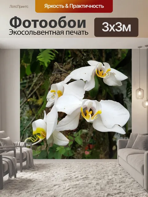 Фотообои Орхидея