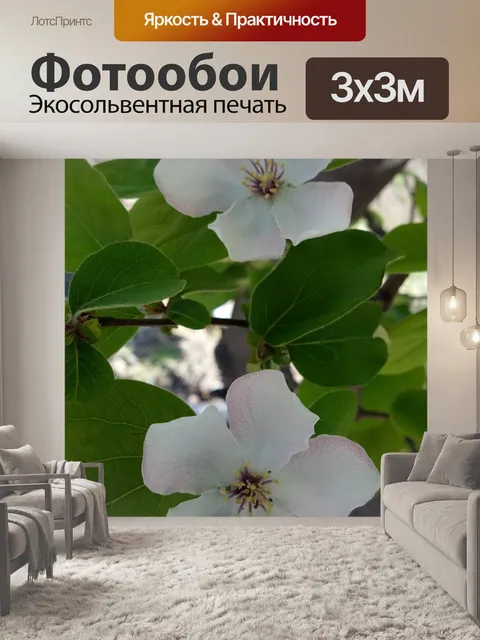 Фотообои Айва цветок