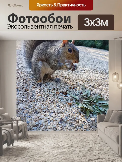 Фотообои Животное