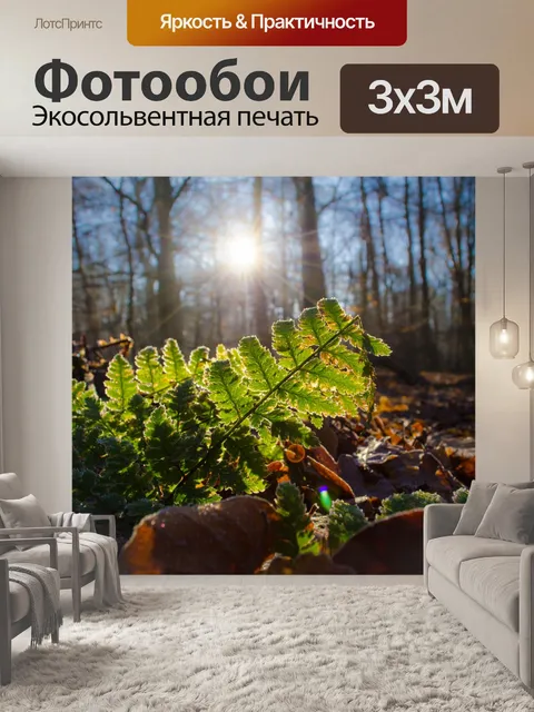 Фотообои Папоротники в лесу