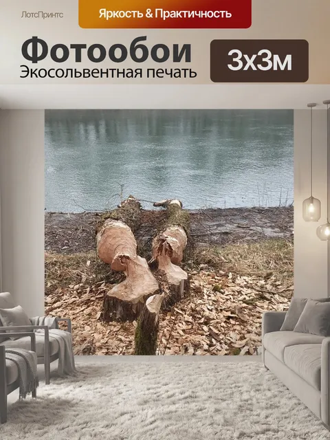 Фотообои Бобр