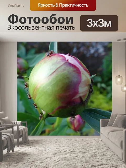 Фотообои муравьи на растении
