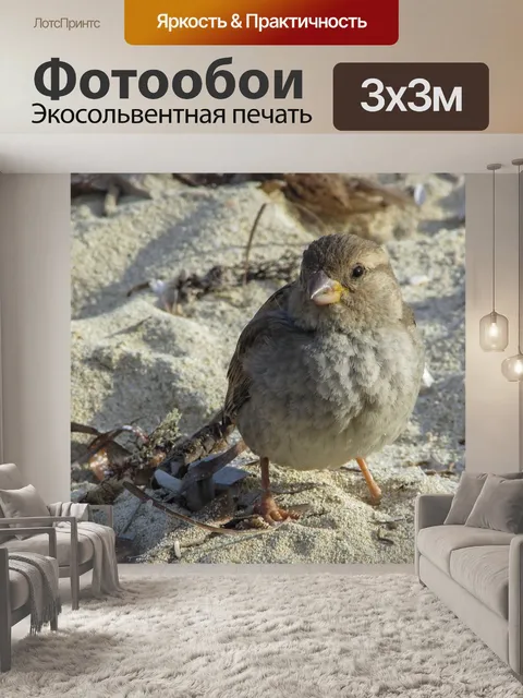 Фотообои Воробей