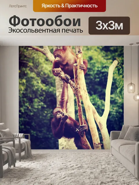 Фотообои Обезьяна шимпанзе в открытом зоопарке