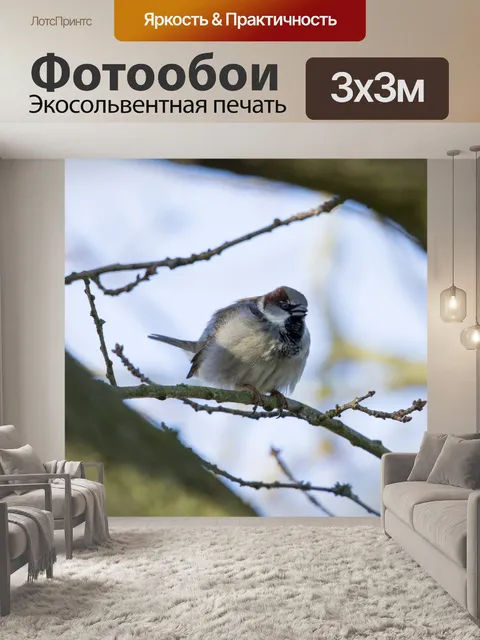 Фотообои Деревенский воробей Прохожий montanus