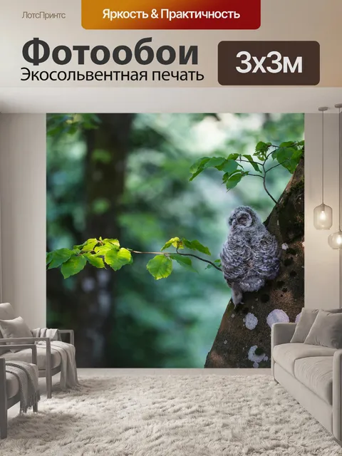 Фотообои Сова
