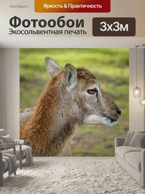 Фотообои Муфлон дикий овец животное козерог