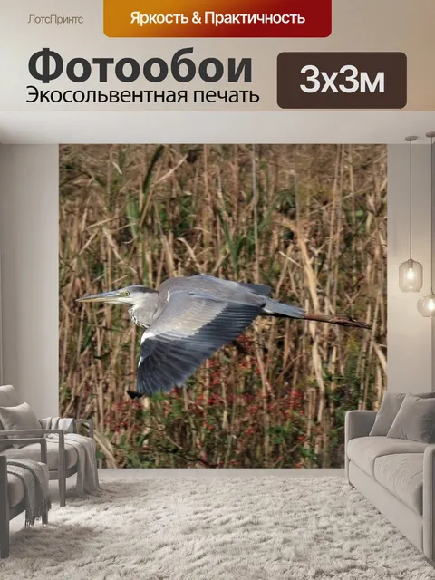 Фотообои Животное