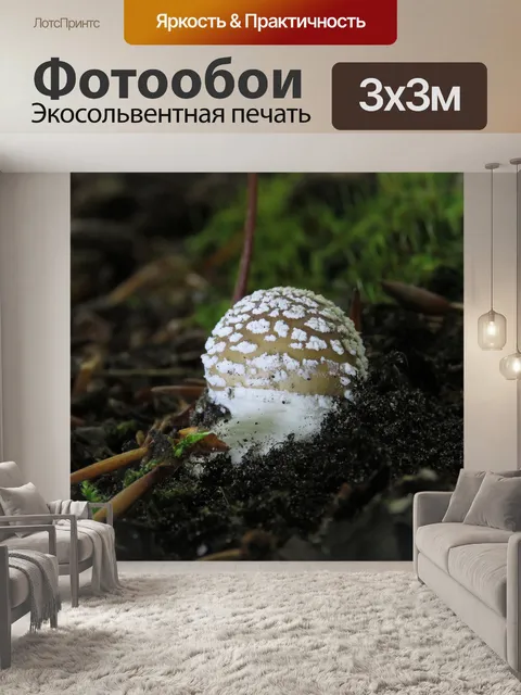 Фотообои Гриб