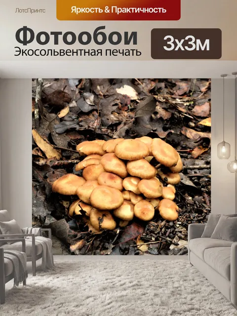 Фотообои Золотые грибы в лесу