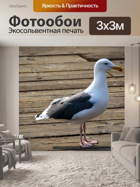 Фотообои чайка идет по пирсу