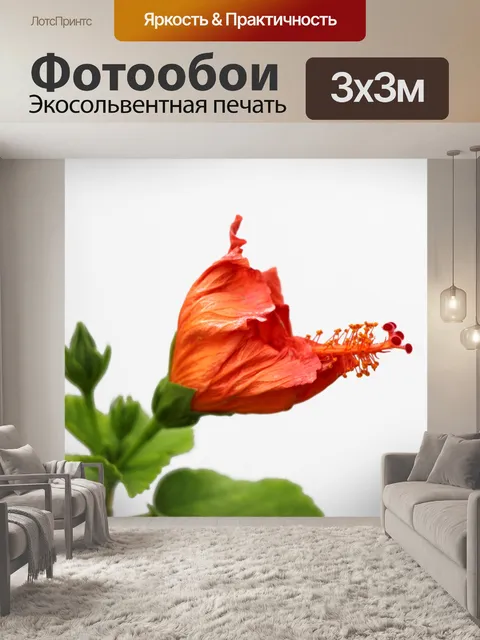 Фотообои Закрытая цветок гибискуса