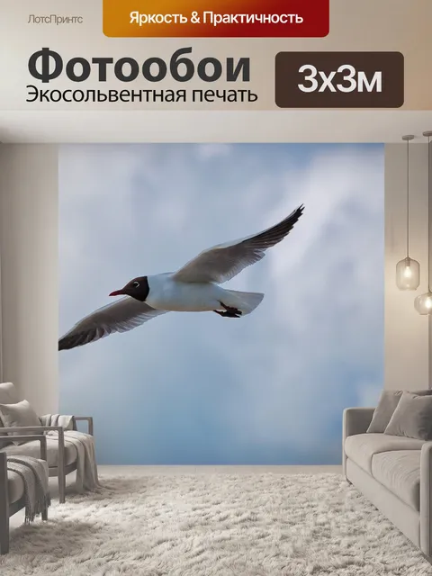 Фотообои Чайка