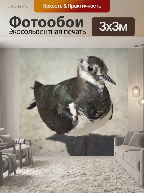 Фотообои Птица