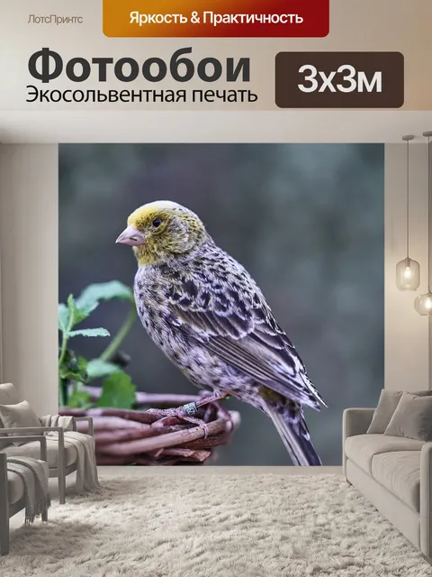 Фотообои Птица