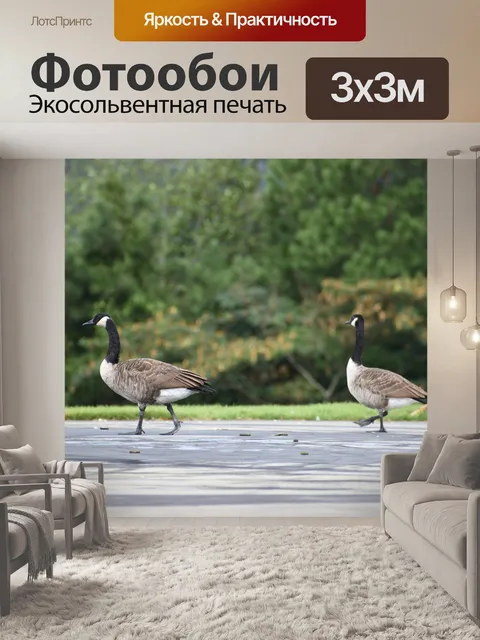 Фотообои Гуси