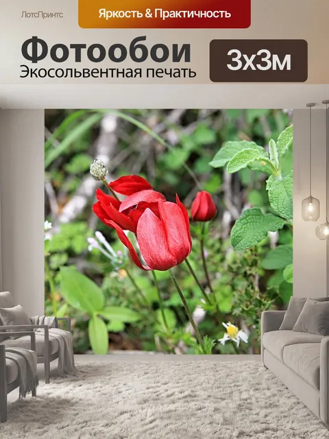 Фотообои Анемоны