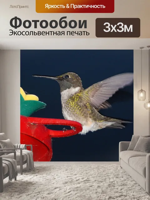 Фотообои Колибри