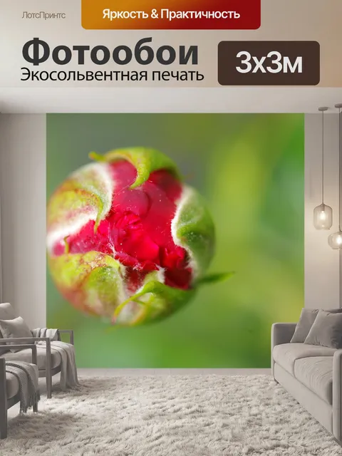 Фотообои Роза