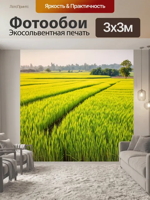 Фотообои китай: солнечное утро на рисовых полях, где растут золотые колосья, создающие ощущение изобилия