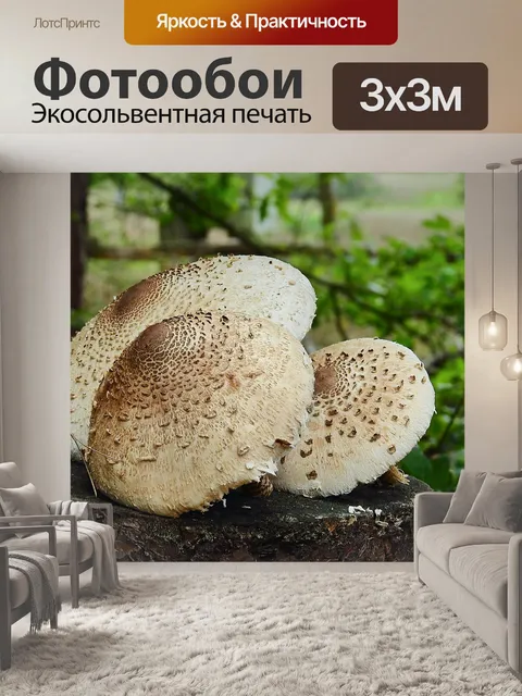 Фотообои Грибы
