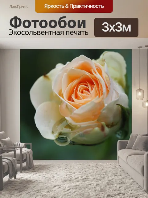 Фотообои Роза