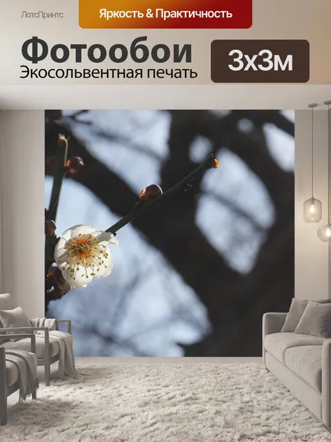 Фотообои Сакура