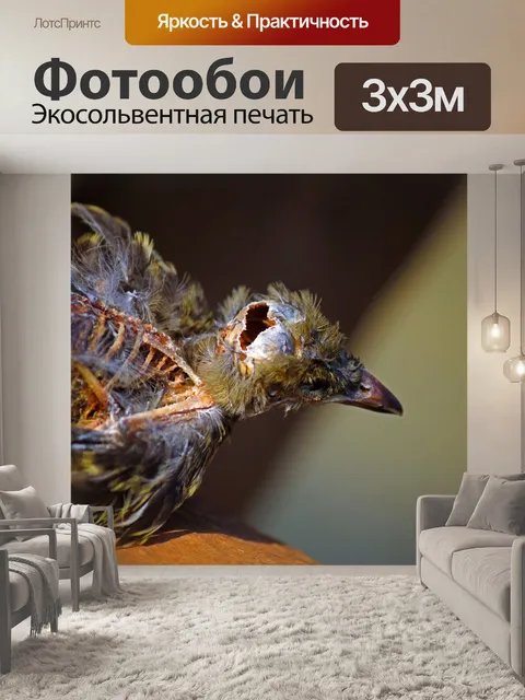 Фотообои разлагающаяся тушка птицы с отверстием