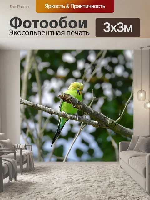Фотообои Попугай